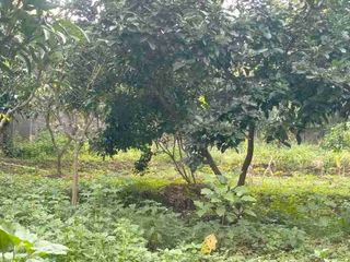 Dijual Lahan Perkebunan - Ngembal, Pasuruan