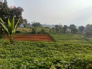 Dijual TAnah cocok untuk Pertanian Papakmanggu Ciwidey