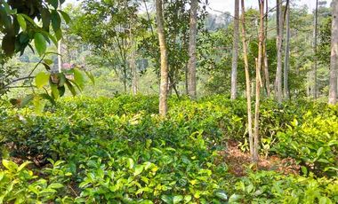 Dijual Murah Kebun Teh, Lt. 1600 m, Pinggir Jalan Mobil, Darangdan, Purwakarta.