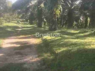 DIJUAL TANAH KEBUN SAWIT PRODUKTIF DISAMBOJA  UTK INVESTASI