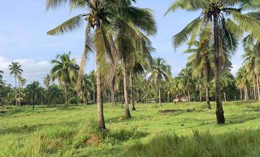 5.3 Hectares Land For Sale At Brgy Magosilom Cantilan Surigao Del  Sur
