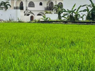 SALE FREHOLD AND LEASEHOLD 2 MODERN VILLAS IN BUDUK CLOSED TO CANGGU WITH RICEFILED VIEW