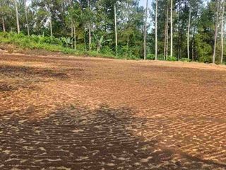 tanah murah luas 4.800 surat shm di wajak malang kabupaten dusun bangsri, bagus buat berkebun dan investasi per m2 hanya 100 rb akses jalan besar truk bisa masuk