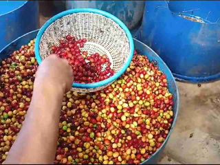 Dijual Lahan Kebon Kopi di  Cicurug Sukabumi