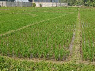 Dijual Tanah (Sawah) di Tasikmalaya