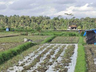 🌾 DIJUAL TANAH SAWAH STRATEGIS – DESA AYUNAN, ABIANSEMAL, BADUNG 🌾