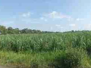 Dijual Via Lelang Tanah Jalan Raya Ds. Balongbendo Cocok Untuk Investasi
