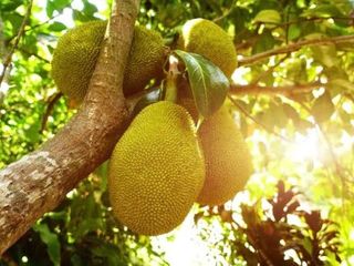 FARM LOT W/FRUIT BEARING TREES for Sale in Batangas Philippines