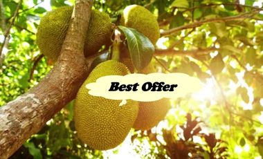 FARM LOT W/FRUIT BEARING TREES for Sale in Batangas Philippines