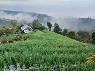 [FOR SALE] Prime 5,000 sqm Scenic Land in Sukawana, Kintamani – Panoramic Ocean & Hill Views