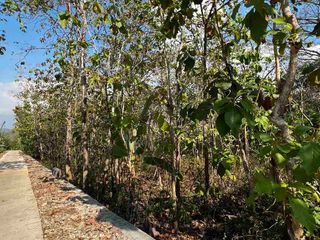Tanahmurah kebun jati