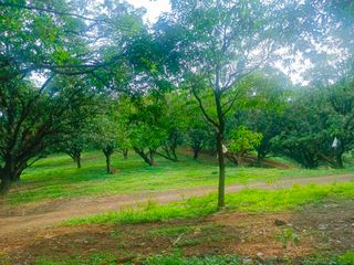 1000 SQM READY TO USE FARM LOT  IN ANTIPOLO CITY, WITH FREE KUBO AND FRUIT BEARING TREES.