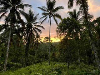 jual tanah kebun Los sungai, view sawah cantik dan sunset yang indah di tabanan bali.