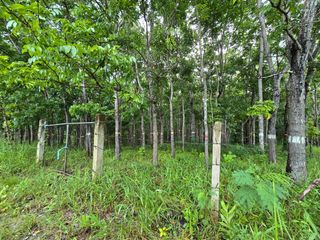 Mahogany Farm For Sale in Puerto Princesa City