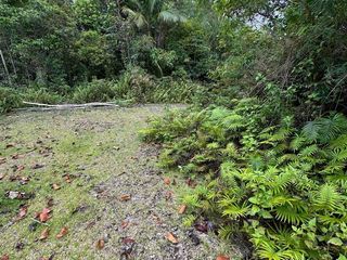 FARMLOT FOR SALE in Bohol (1 HECTARE)