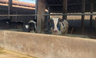 🐄🏭 DIJUAL PETERNAKAN SAPI PERAH + FASILITAS PRODUKSI & KANTOR