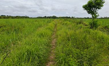 7.43-Hectare Agricultural Land for Sale in Medellin, Cebu – Ideal for Farm or Pocket-sized Residential Development