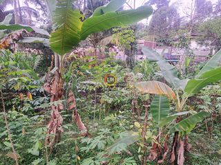 Kavling di Jl RAYA PLANTUNGAN ~ KENDAL Jawa Tengah