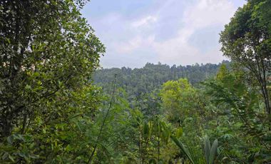 murah harga buc tanah kebun kopi dan cengkeh di bali