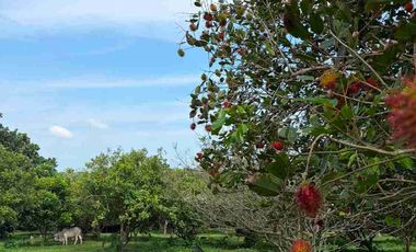 Mini Farm Lot in Santiago Lusacan Tiaong Quezon