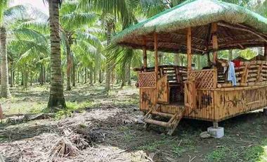 Coconut Farm Lot in Sariaya Quezon