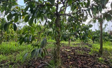Dijual murah kebun kopi siap panen di pupuan tabanan bali
