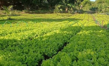 1.4+ Hectare Income-Generating Farm & Events Venue for Sale | San Jose del Monte, Bulacan