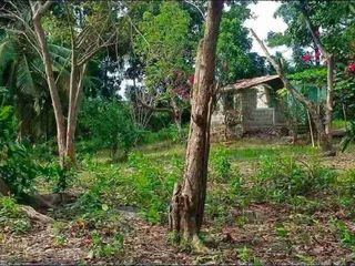Farm Lot for sale in Moalboal Cebu good for Farming and approximately 1km to beaches