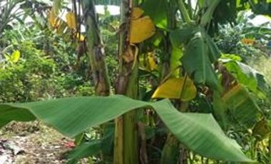 DIJUAL TANAH KOSONG