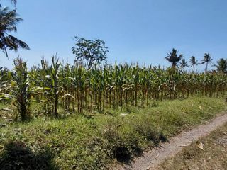 Dijual Tanah Murah Siap Bangun di Parijatah Wetan Srono Banyuwangi