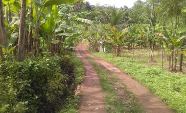 2 Ha Tanah Kebun Datar, Bisa Termin 30% 6 Bulan, Desa Cipatat, Kecamatan Cipatat, Bandung Barat, Jawa Barat.