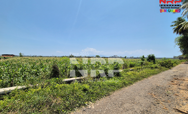 Dijual Tanah Sawah Murah 100 ribuan di Pondoknongko, Kabat - Banyuwangi