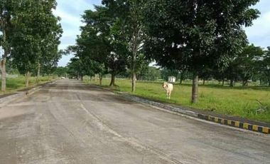 selling 379 sq.m fairway lot at Royal Northwoods Golf and Residential Estates