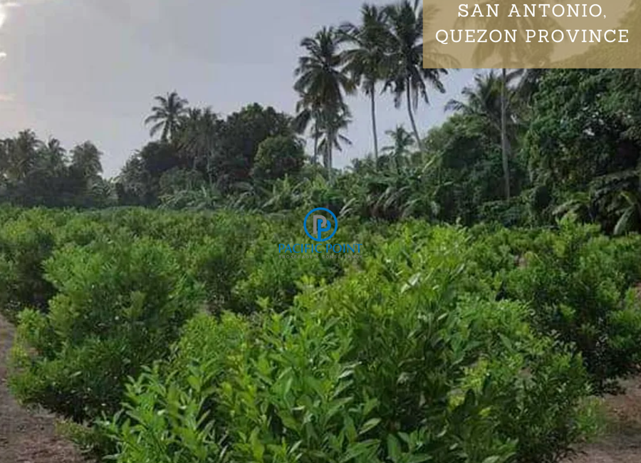 Poblacion, Sinturisan, San Antonio, 2nd District, Quezon