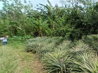 Green Valley Farm - Alfonso