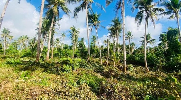 Green Valley Farm - Surigao del Norte in Datu| Lamudi.com.ph